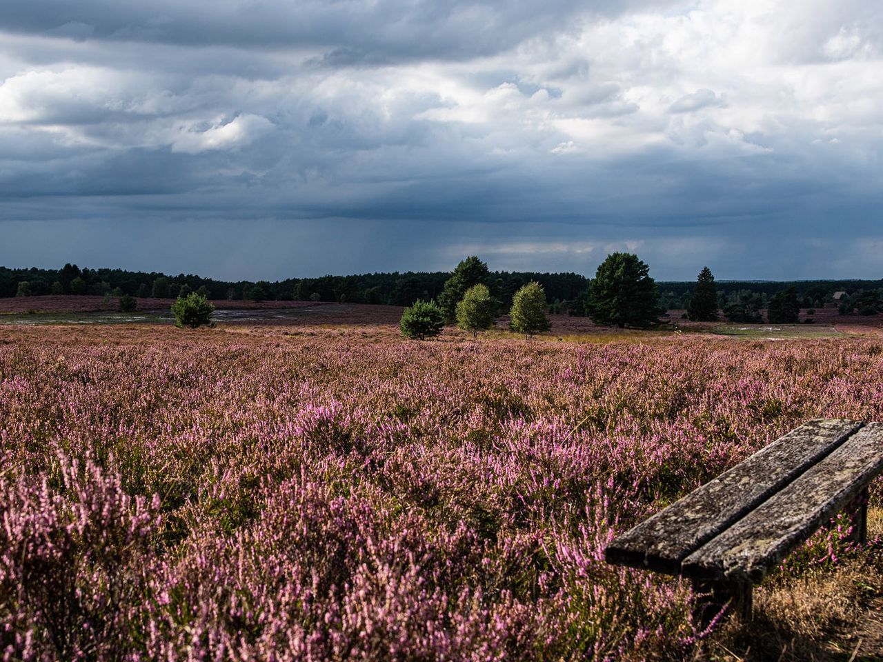 Fischbeker Heide, Hamburg