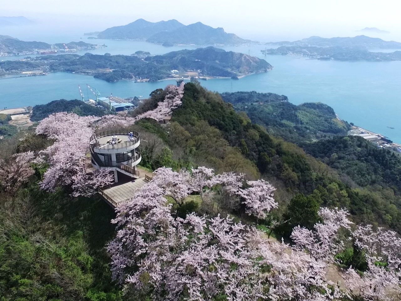 Kirschblüte auf dem Fahrradweg Yumeshima Kaido in Japan, von oben