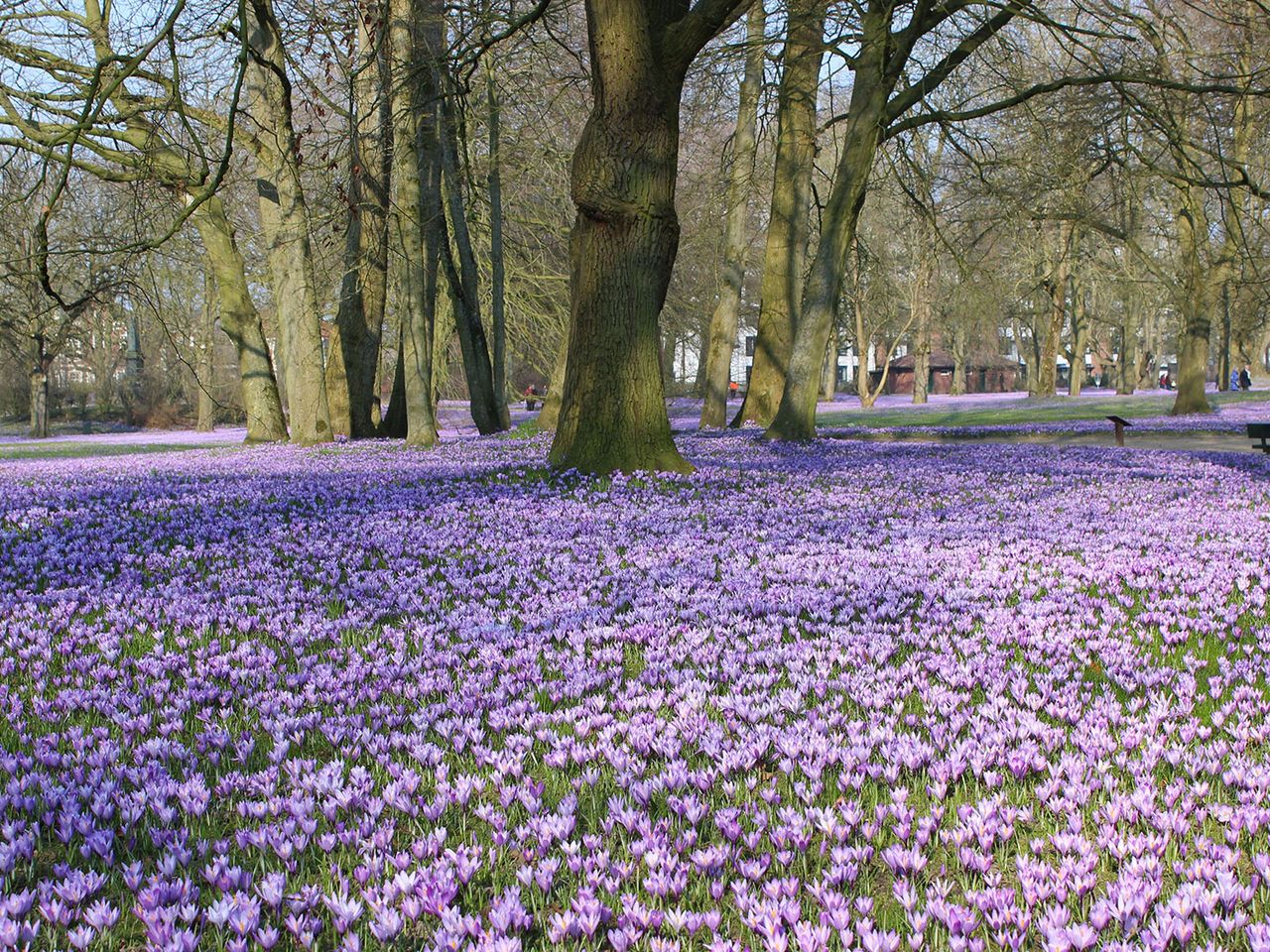 Millionen Krokusse blühen im Schlosspark von Husum