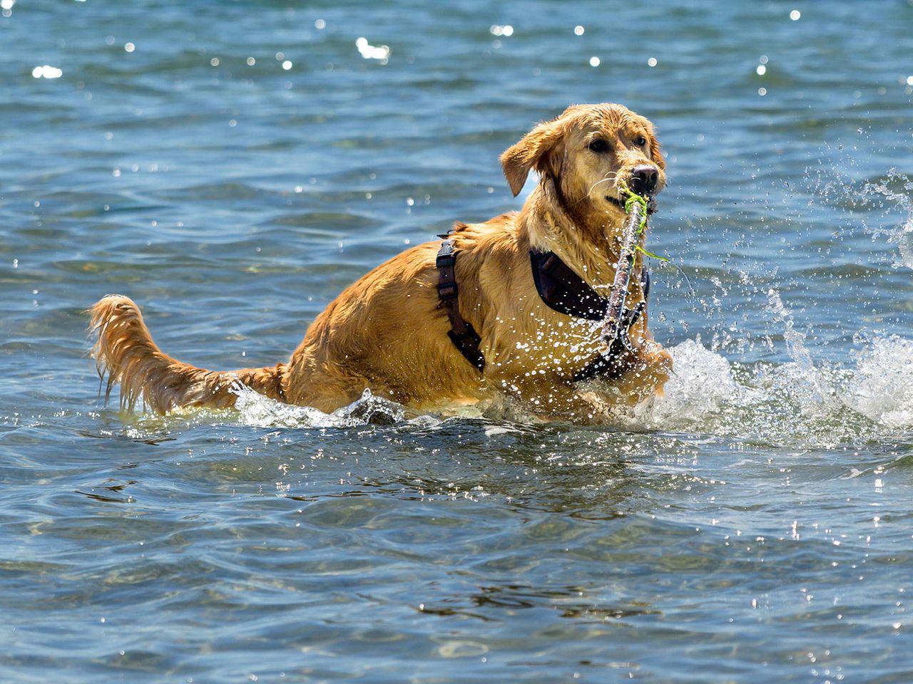 Golden Retriever planscht im Wasser, Ostseebad Grömitz