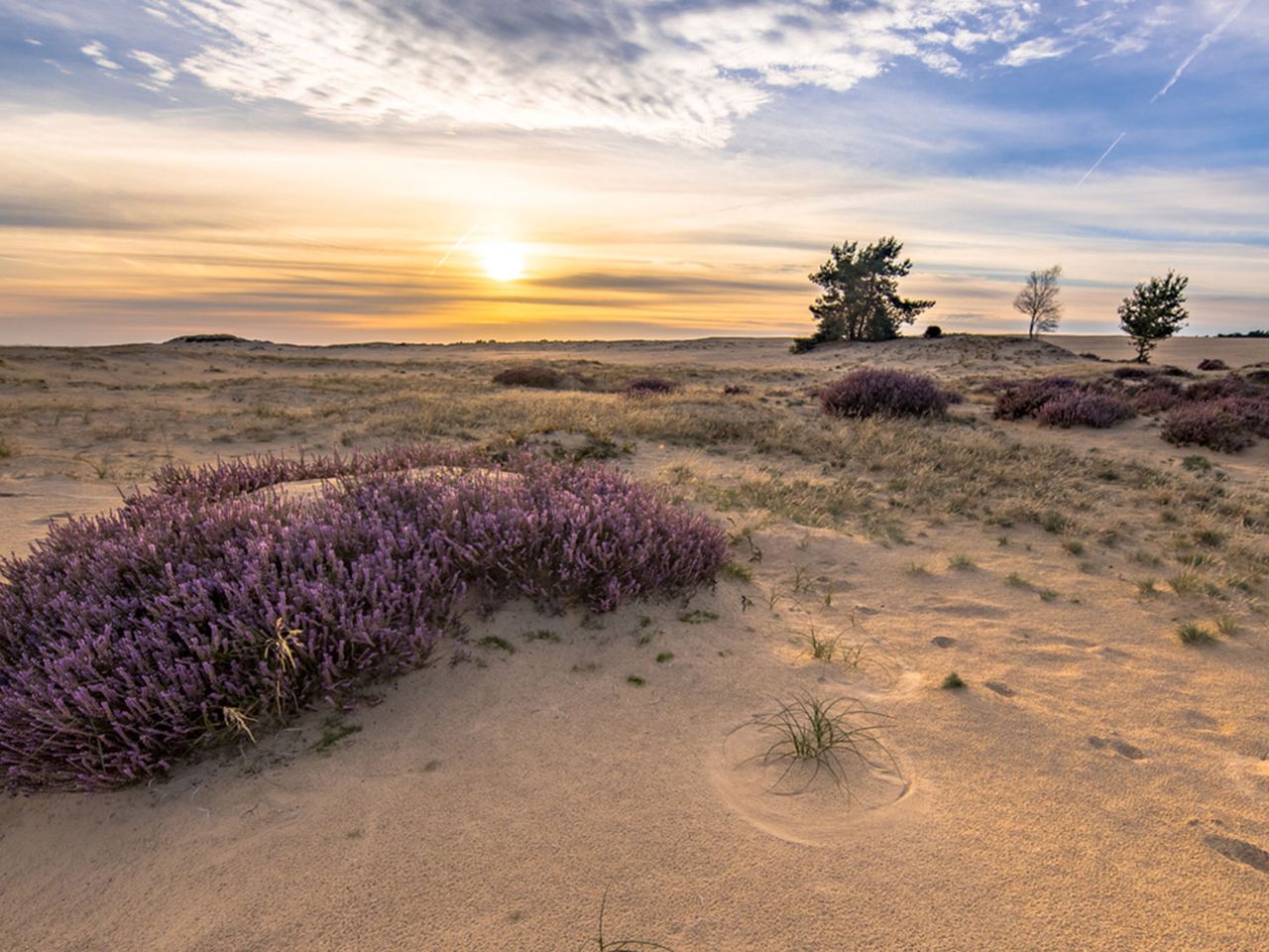 Heidelandschaft in Drenthe