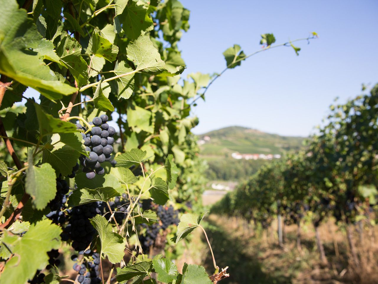 Weinberge im Dreiländereck