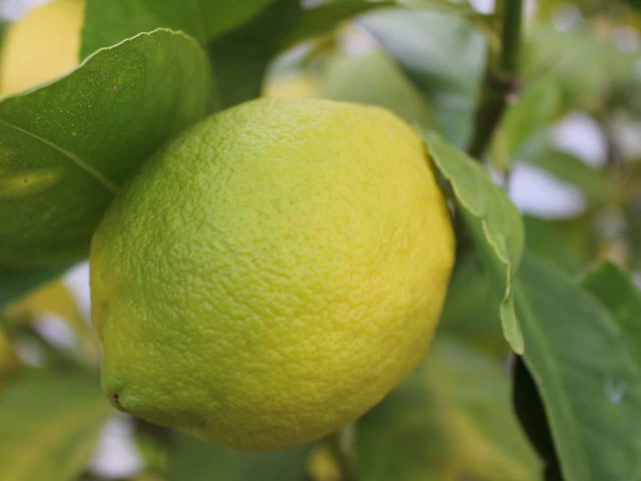 Eine typische Menton-Zitrone in den Gärten von Menton