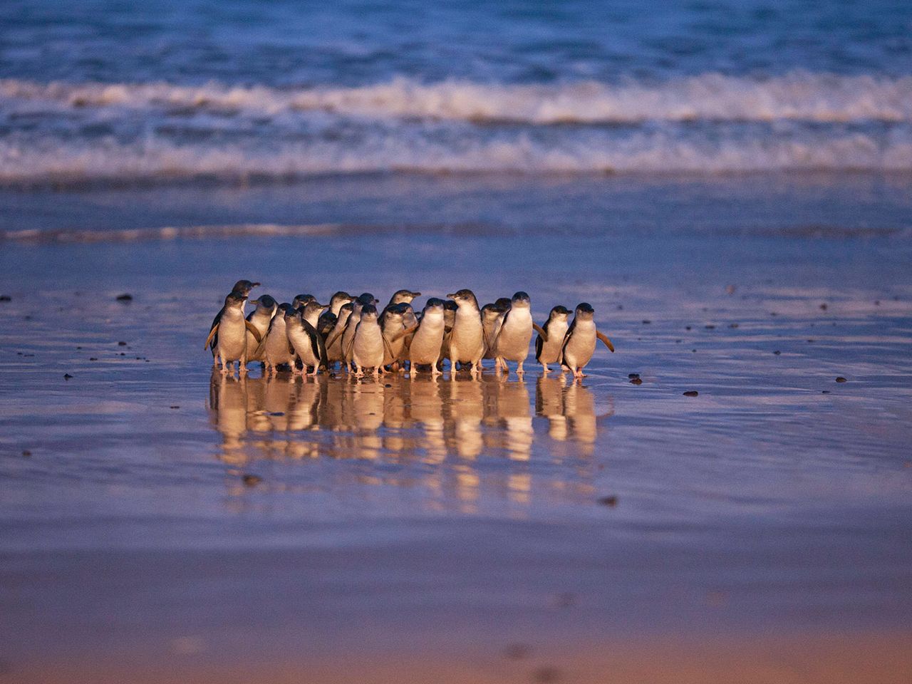 Phillip Island, Pinguine kehren aus dem Meer zurück