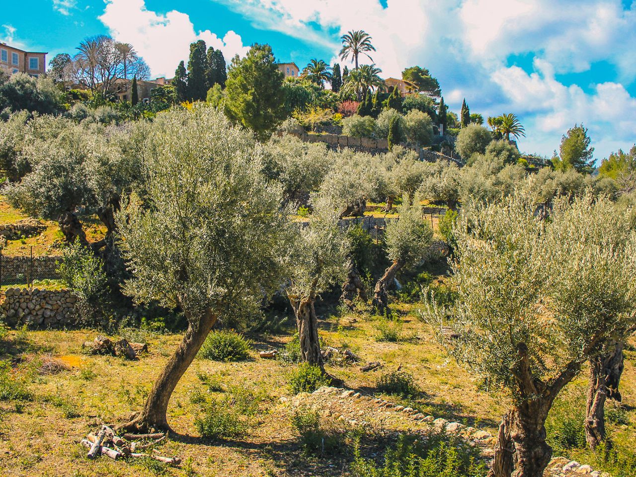 Olivenhaine beim Dorf Deià, Mallorca