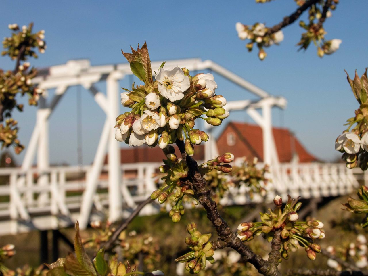 Kirschblüten im Alten Land, Hamburg