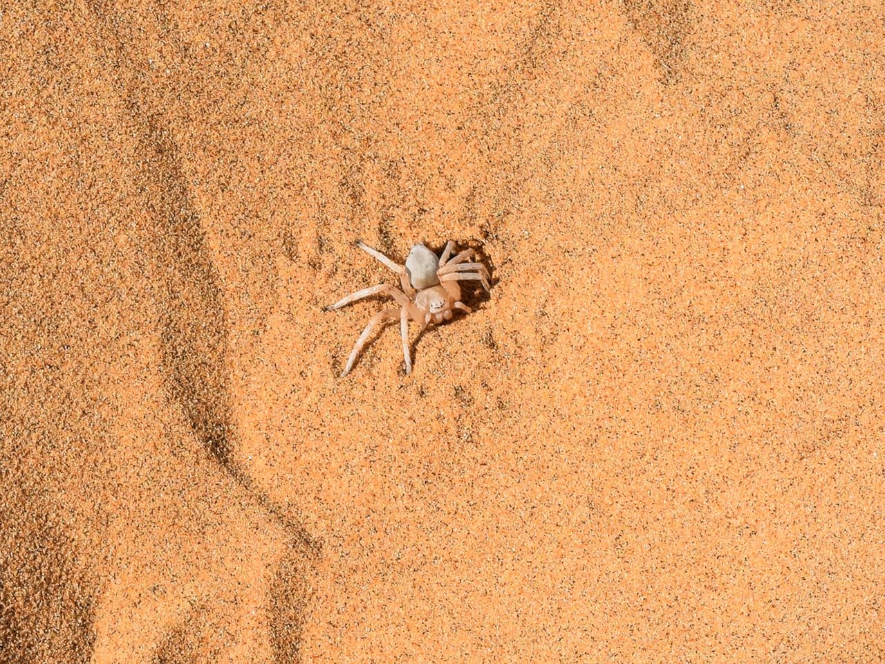 Radspinne