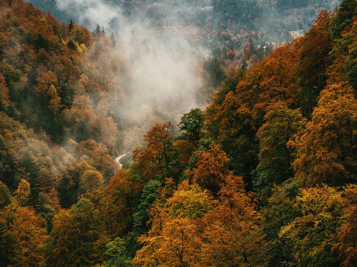 Indian Summer in Kanada, Nebel im Wald