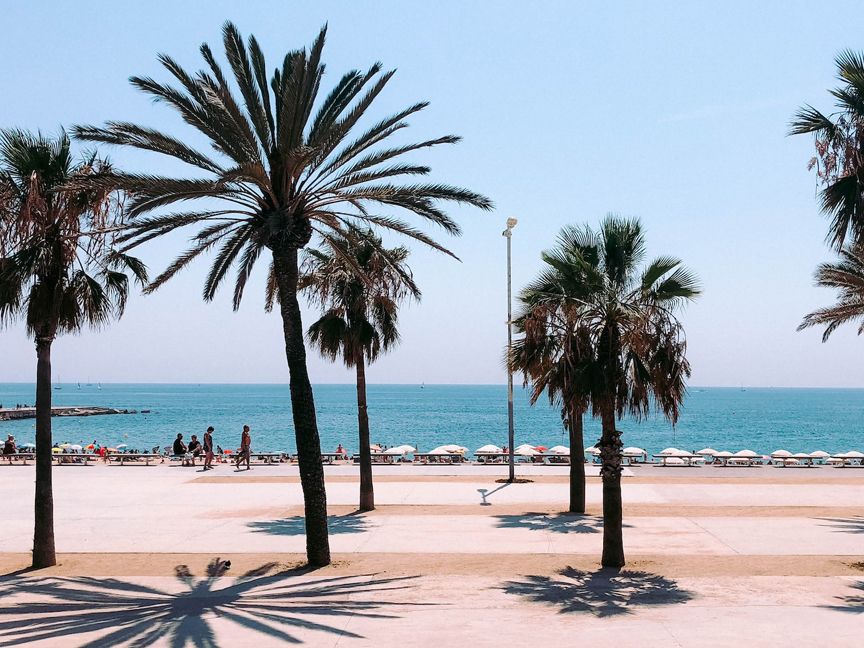 Palmen am Stadtstrand Barceloneta