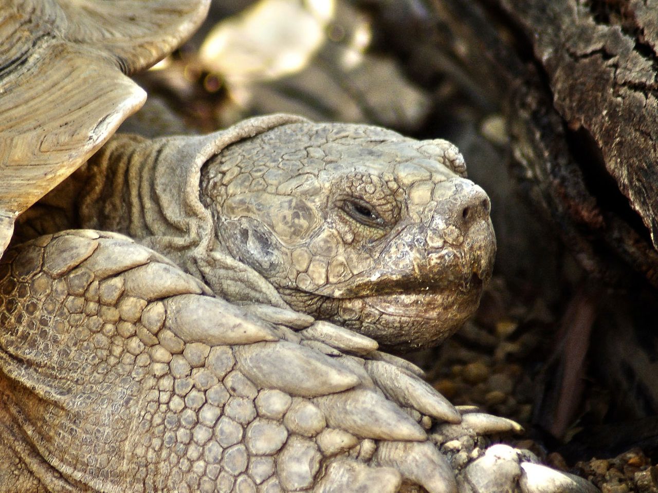 Eine Schildkröte auf Changuu Island vor Sansibar