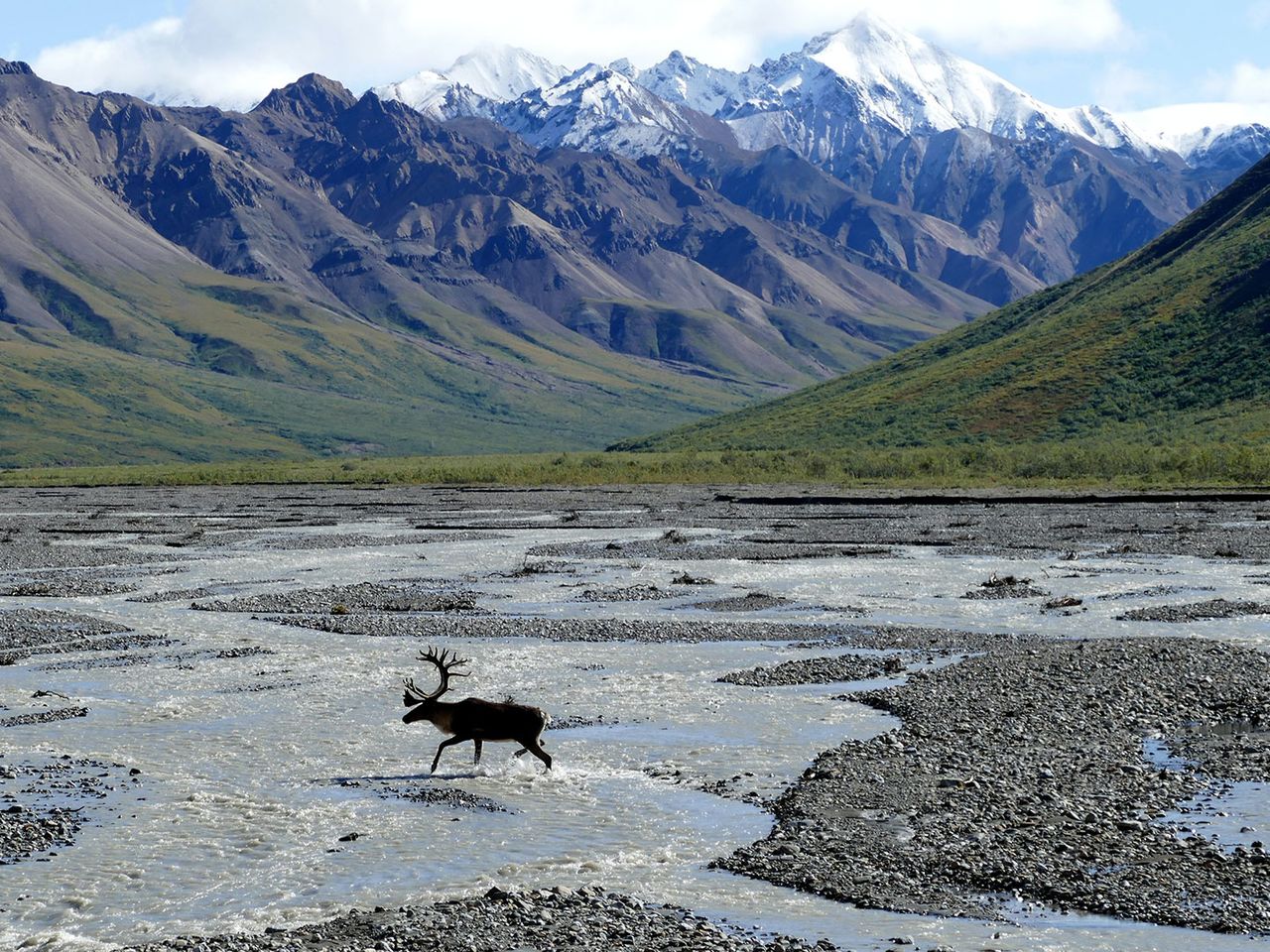 Elch im Denali-Nationalpark in Alaska