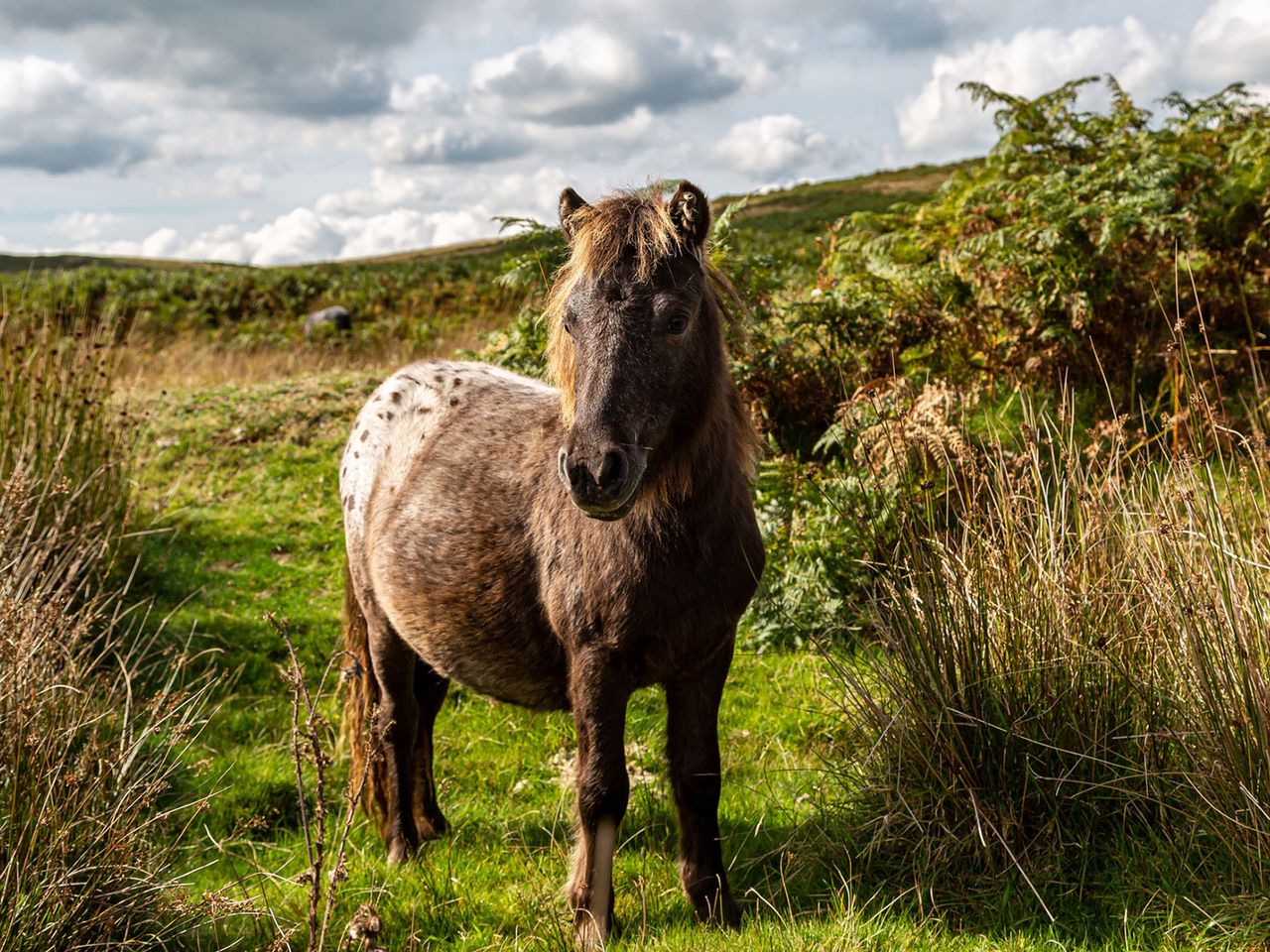 Dartmoor-Pony