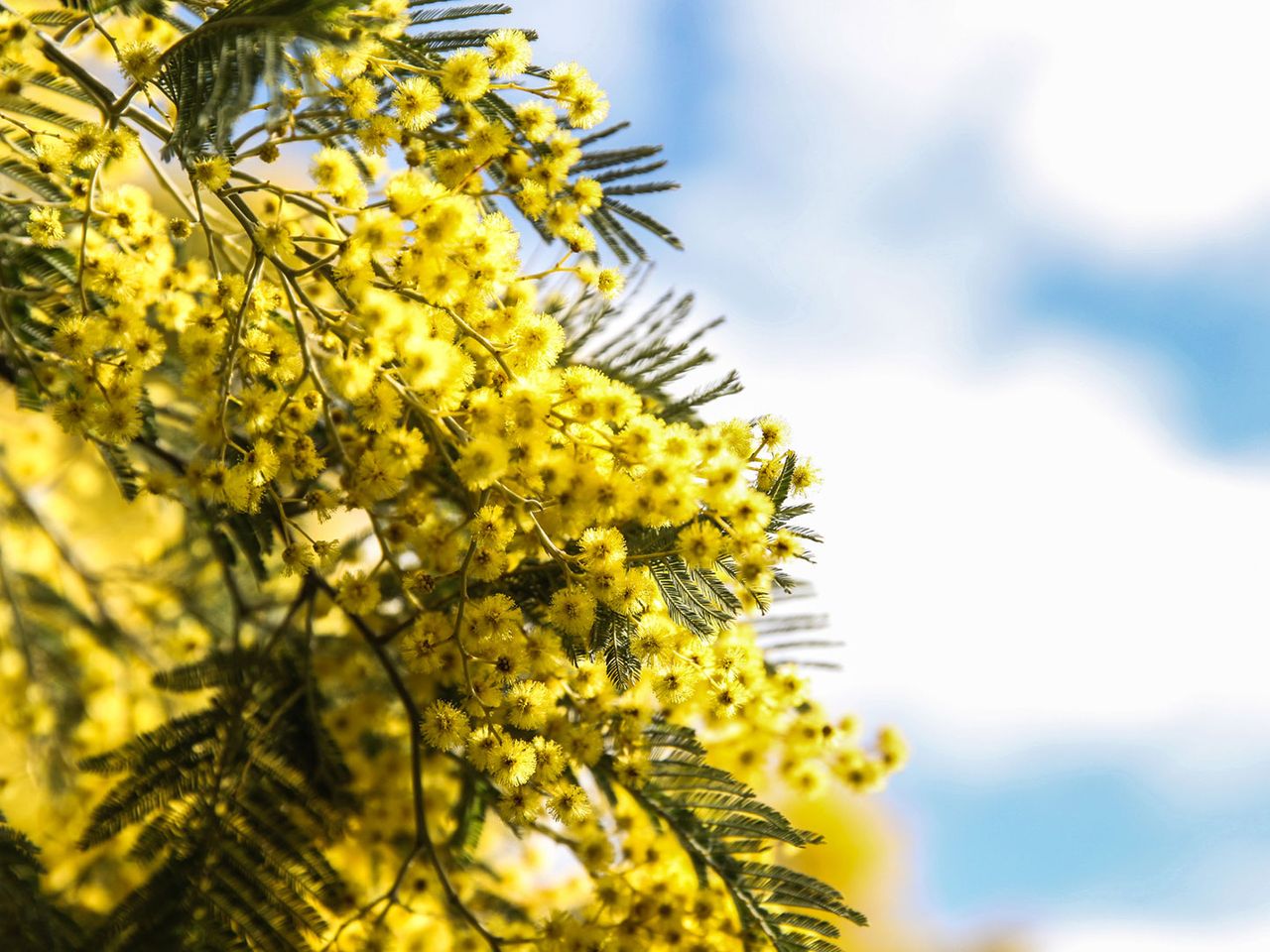 Nahaufnahme von gelben Mimosen