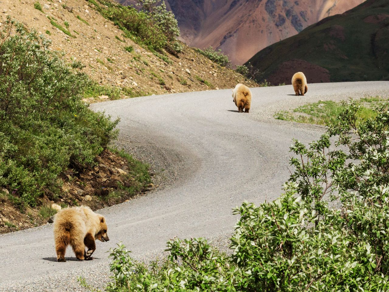 Denali National Park, Alaska