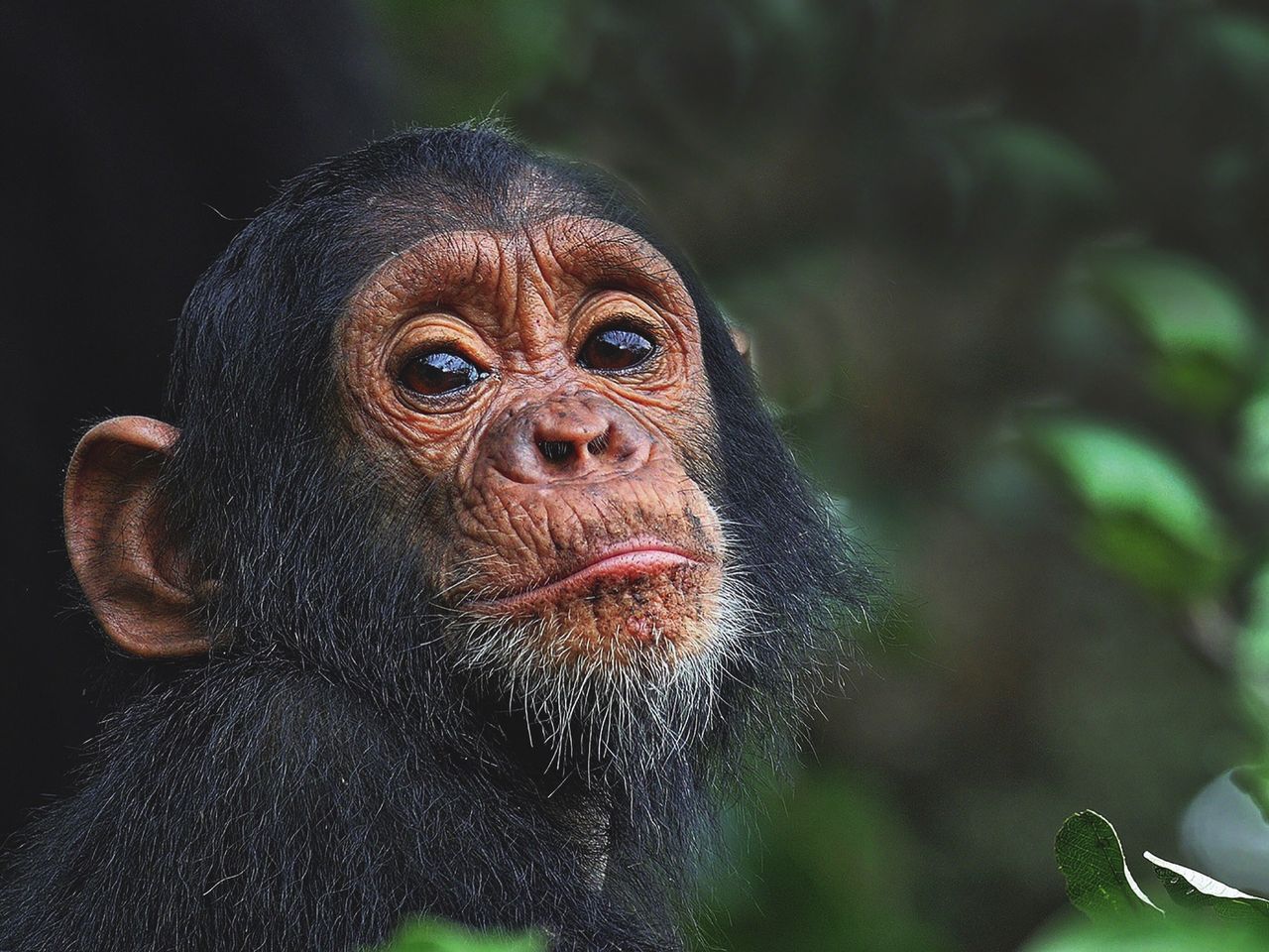 Gombe Nationalpark