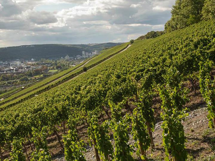 Stein Weinlage, Würzburg