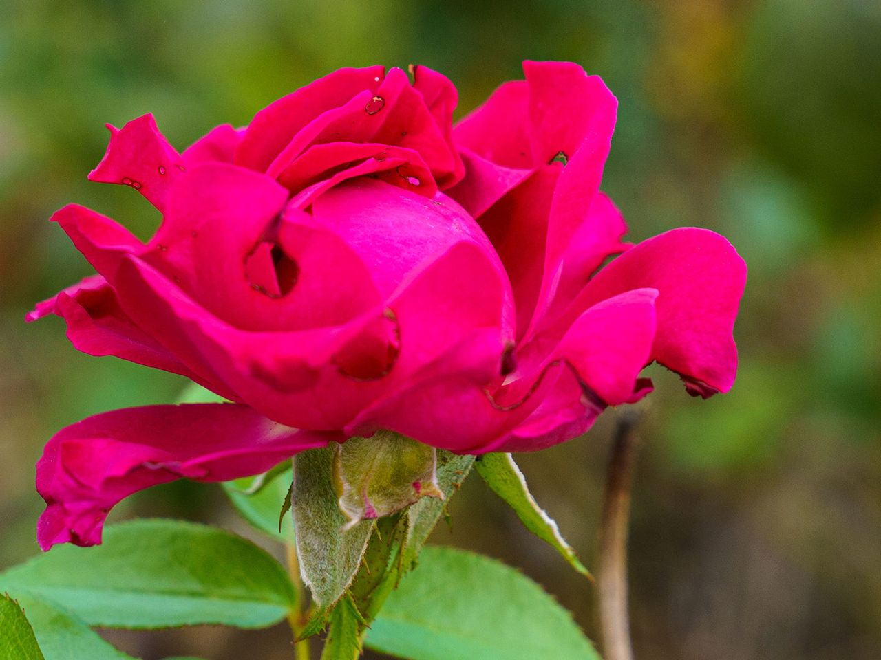 Eine pinke Mairose in Gradde