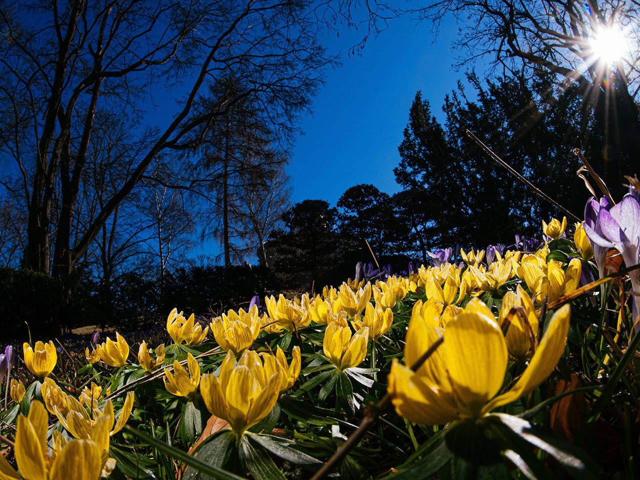 Frühling im Erfurter egapark, Nahaufnahme Blüten