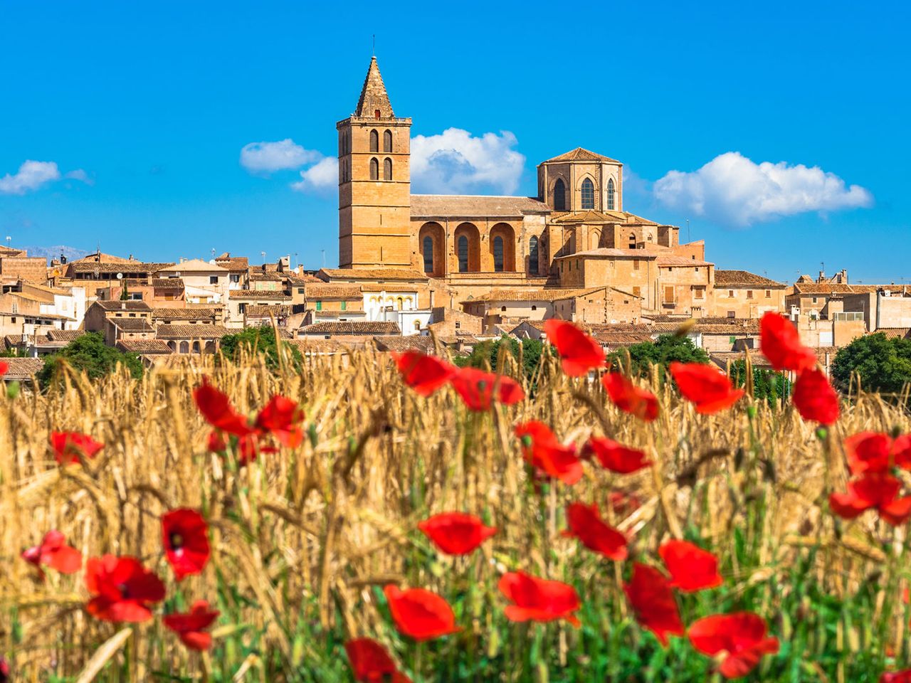 Mohnblumen vor Sineu