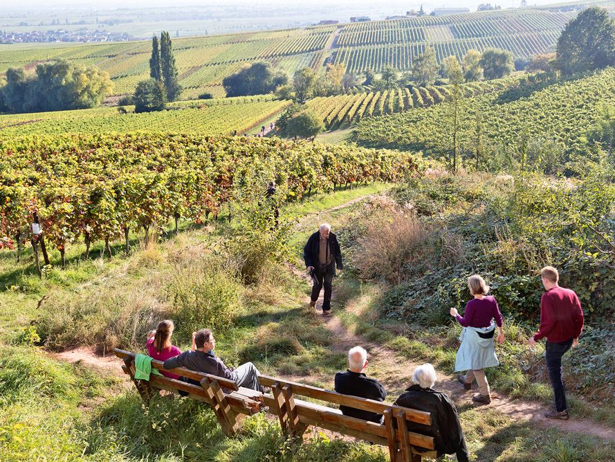 Menschen wandern auf dem Weinsteig in der Pfalz