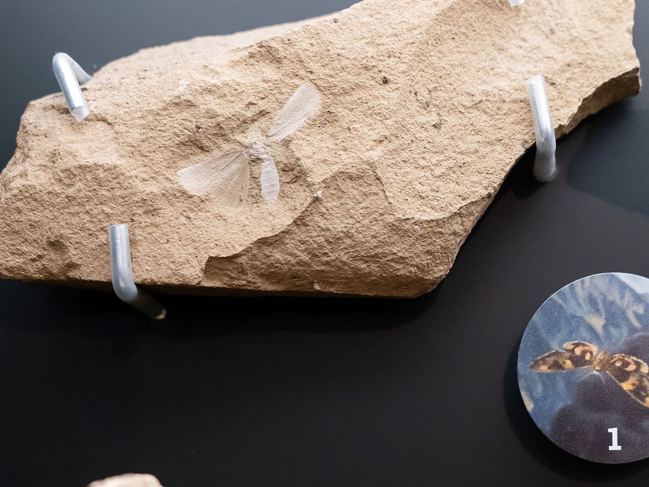 fossiler Falter, Vulkanland Steiermark (ausgestellt im Joanneum)