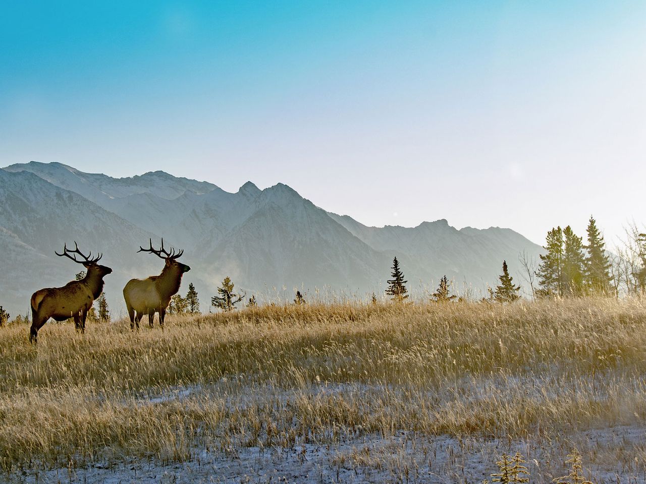 Elche im Banff Nationalpark in Kanada