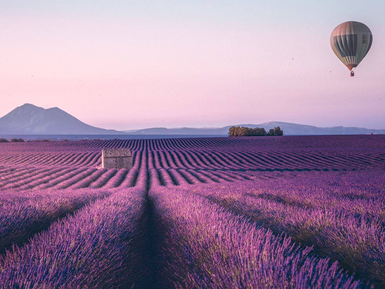 Heißluftballon über einem Lavendelfeld in der Provence