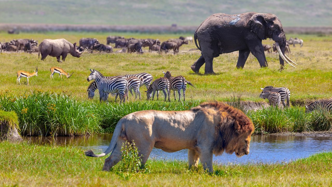 safari-big-five