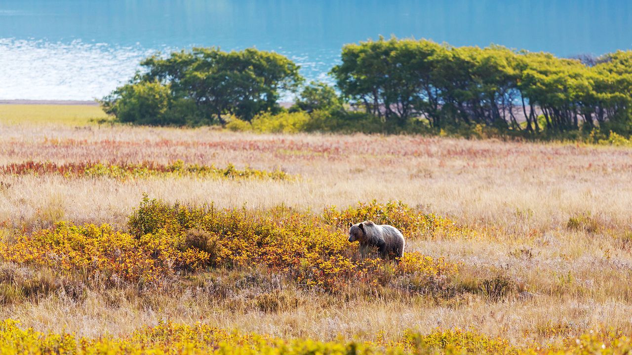 Grizzlybär in Kanada