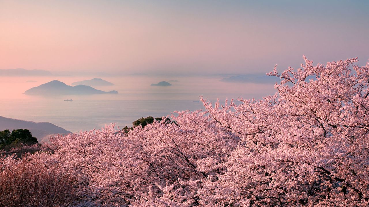 Kirschblüte in Japan, im Hintergrund nebelverhangener Berg