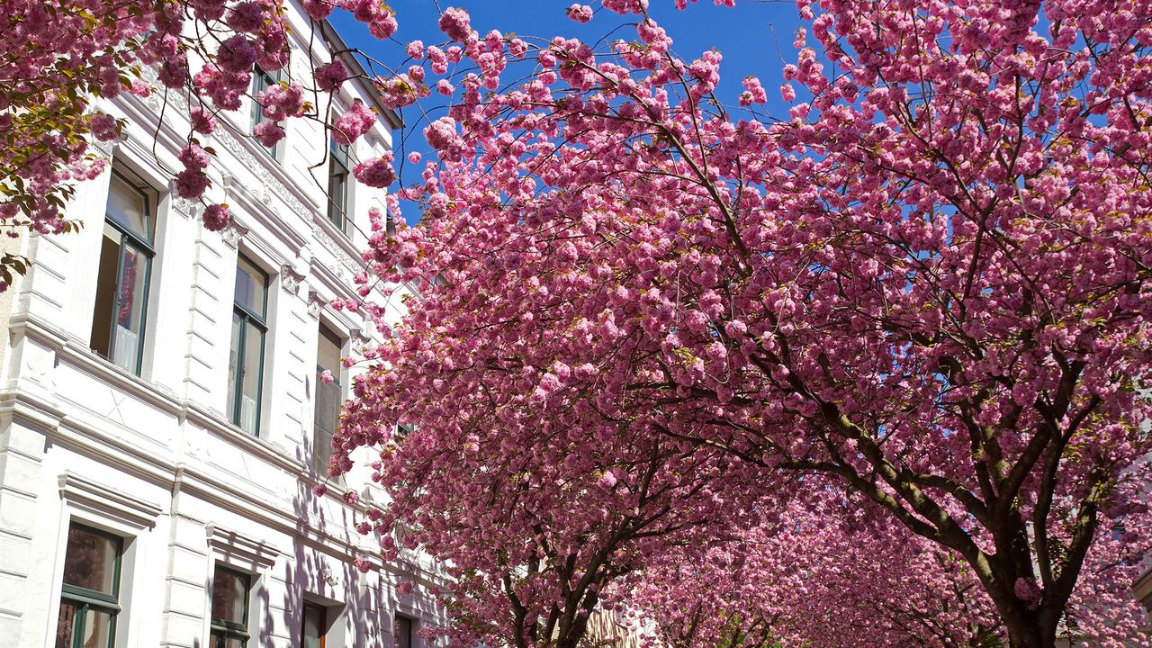 Kirschblüte in Bonn, Nahaufnahme