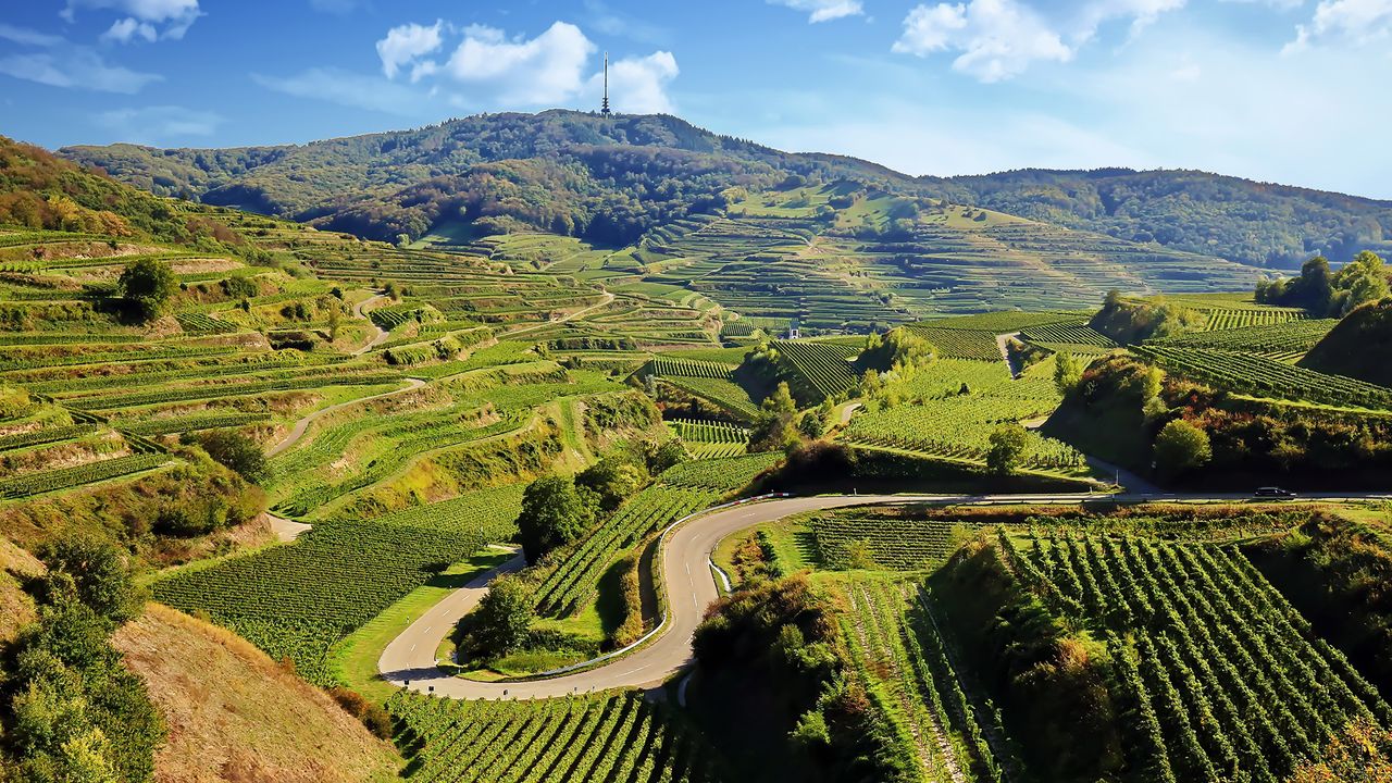Weinreben am Kaiserstuhl, Baden