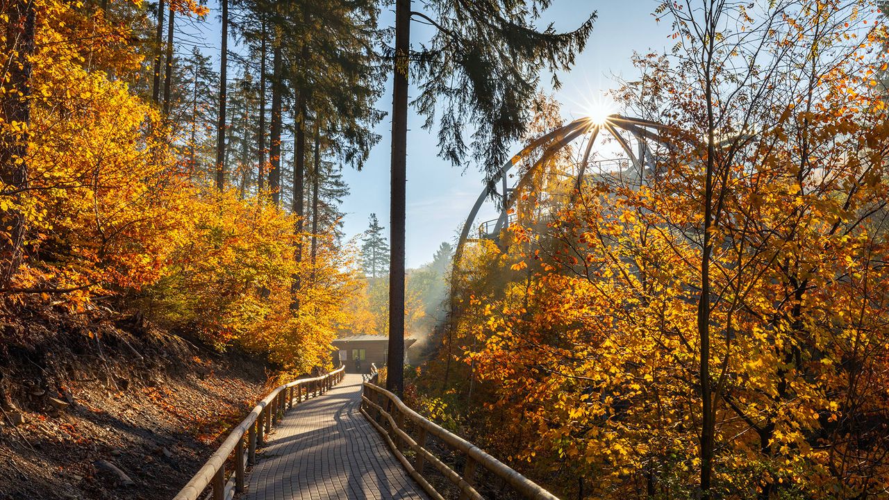 Baumwipfelpfad bei Bad Harzburg, Niedersachsen