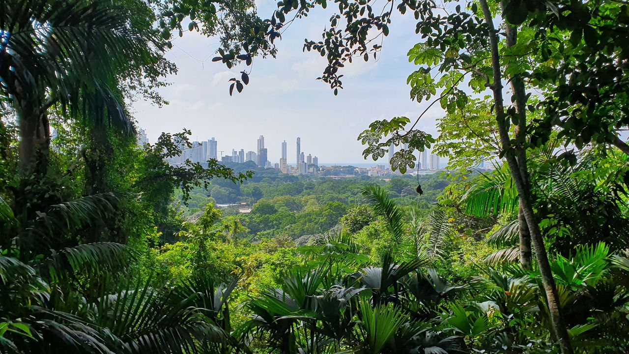 Blick auf Panama-City vom Regenwald aus