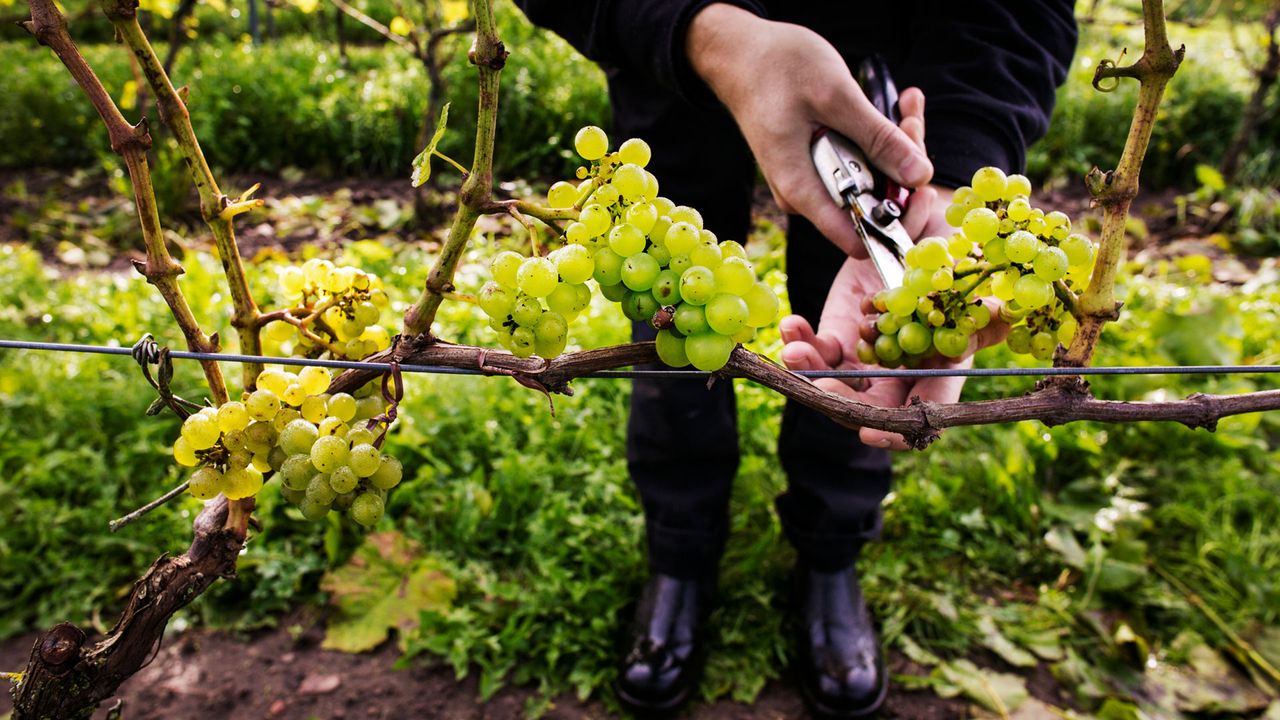Weingut in Schweden, Winzer beschneidet Trauben