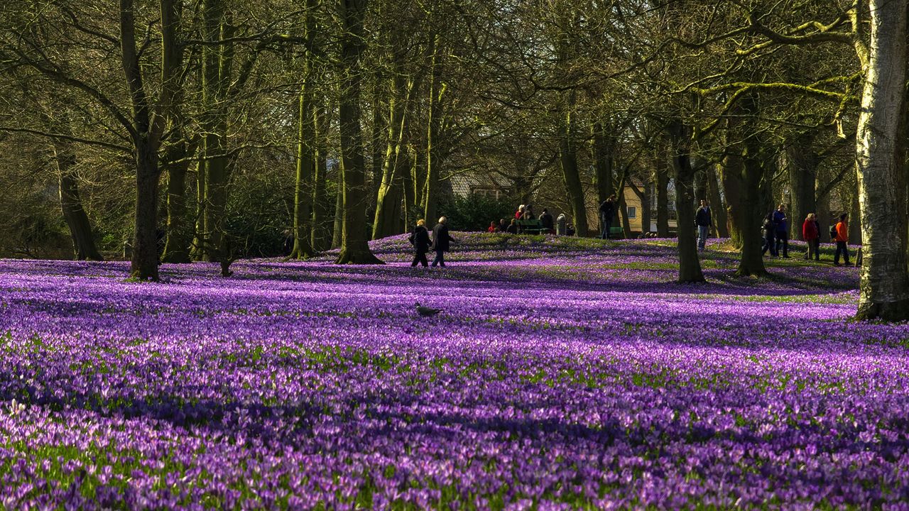 Krokusblüte in Husum