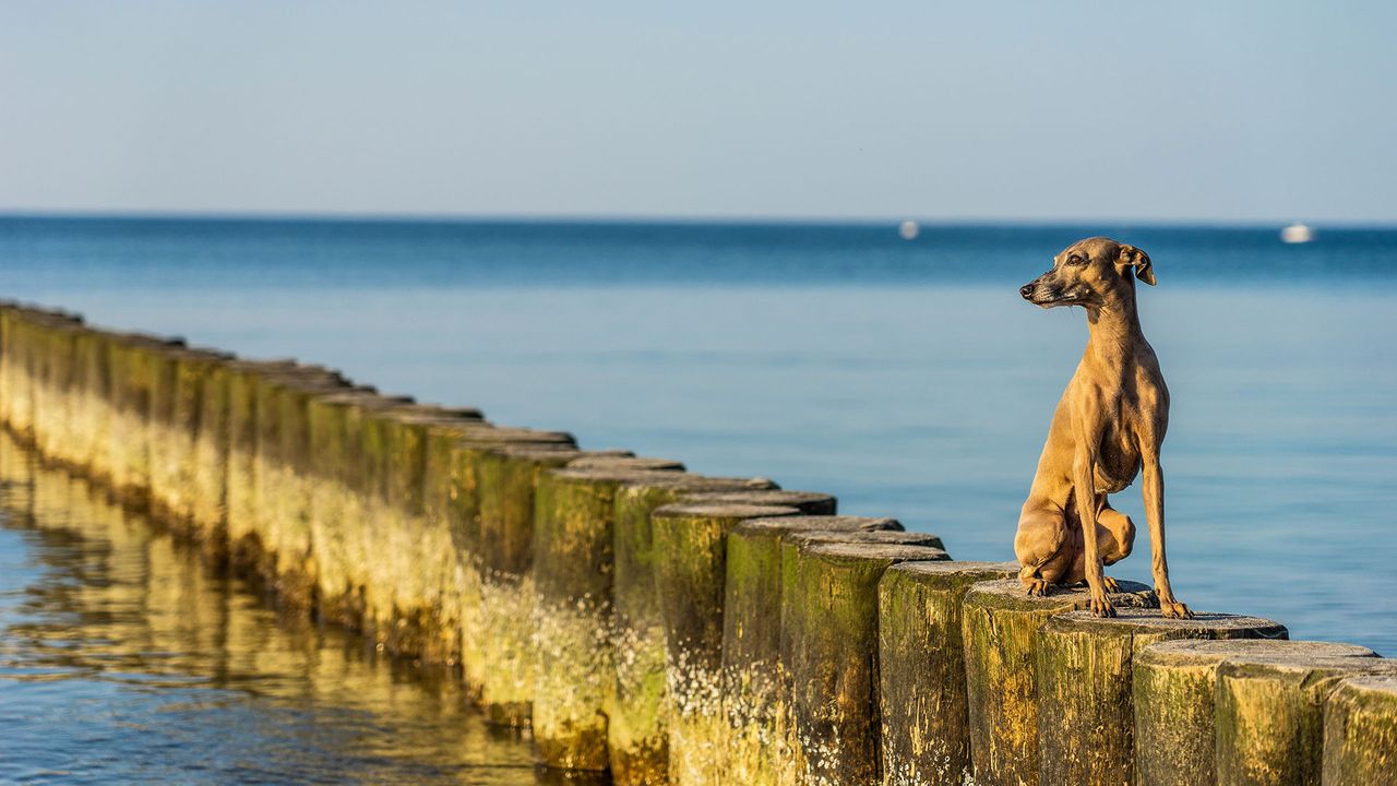 Hund am Strand an der Ostsee