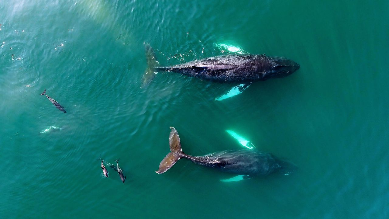 Wale und Delfine in der Bay of Fundy, Nova Scotia Kanada