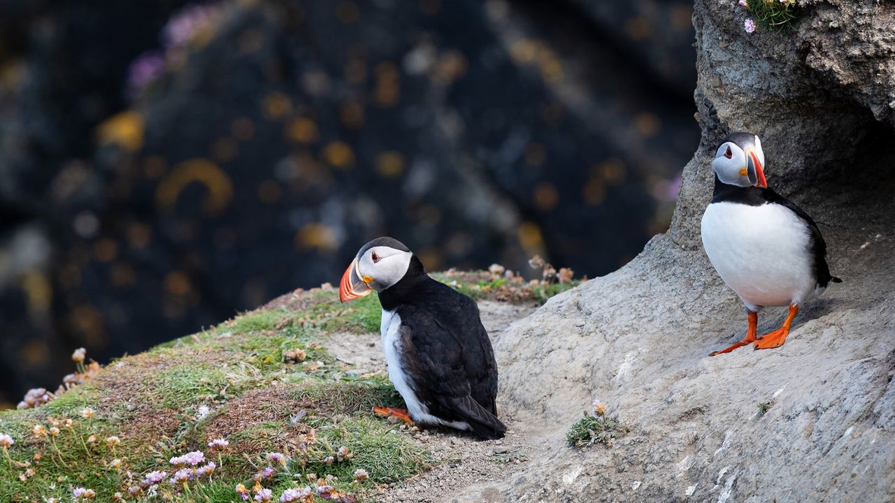 Shetlandinseln Papageientaucher