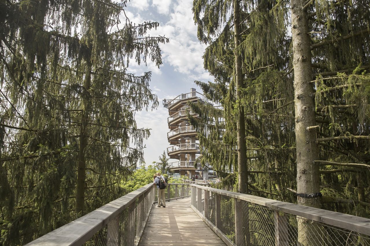 Baumwipfelpfad