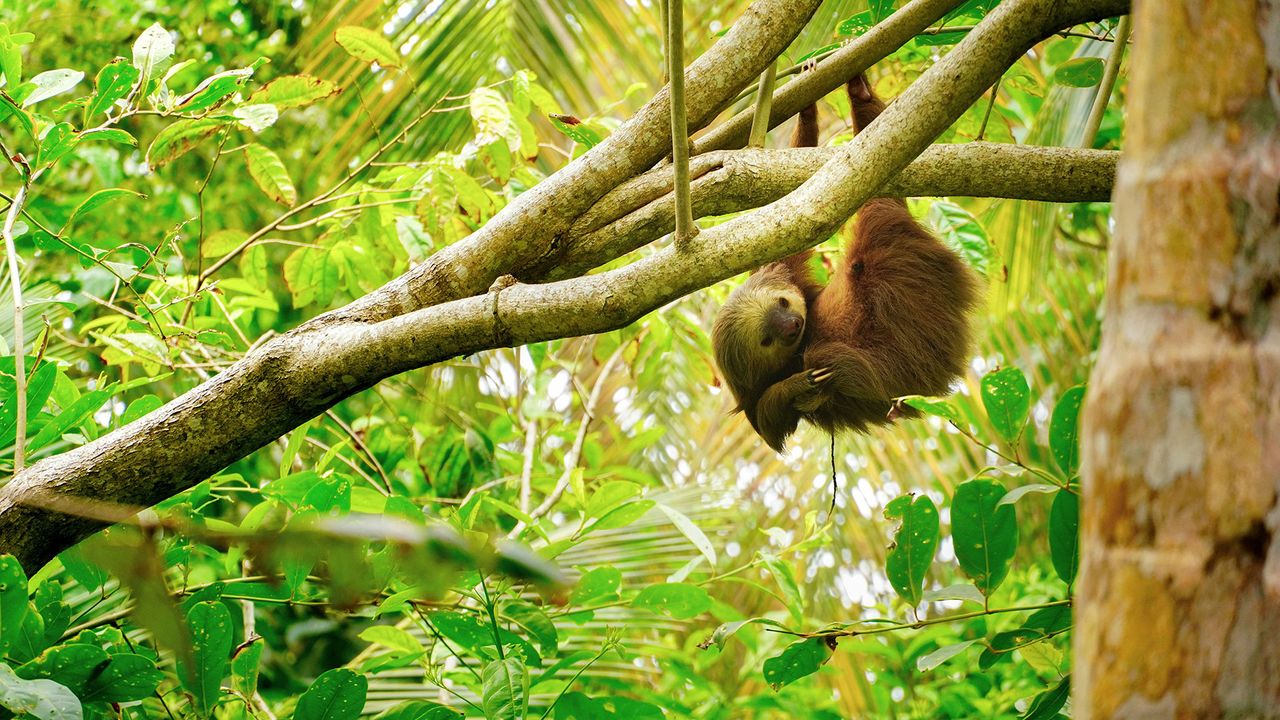 Faultier im Regenwald von Costa Rica