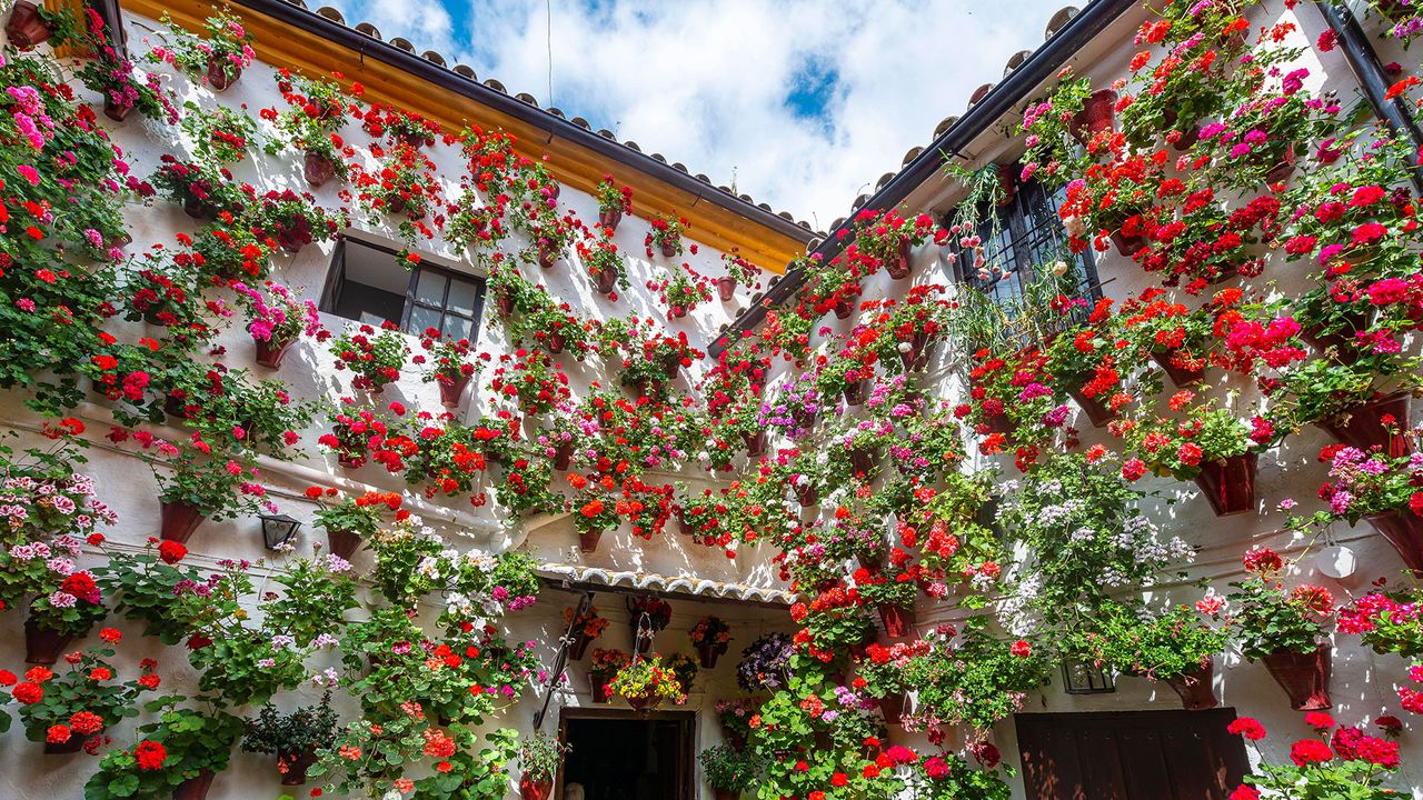 Töpfe mit roten Geranien in einem Innenhof von Córdoba