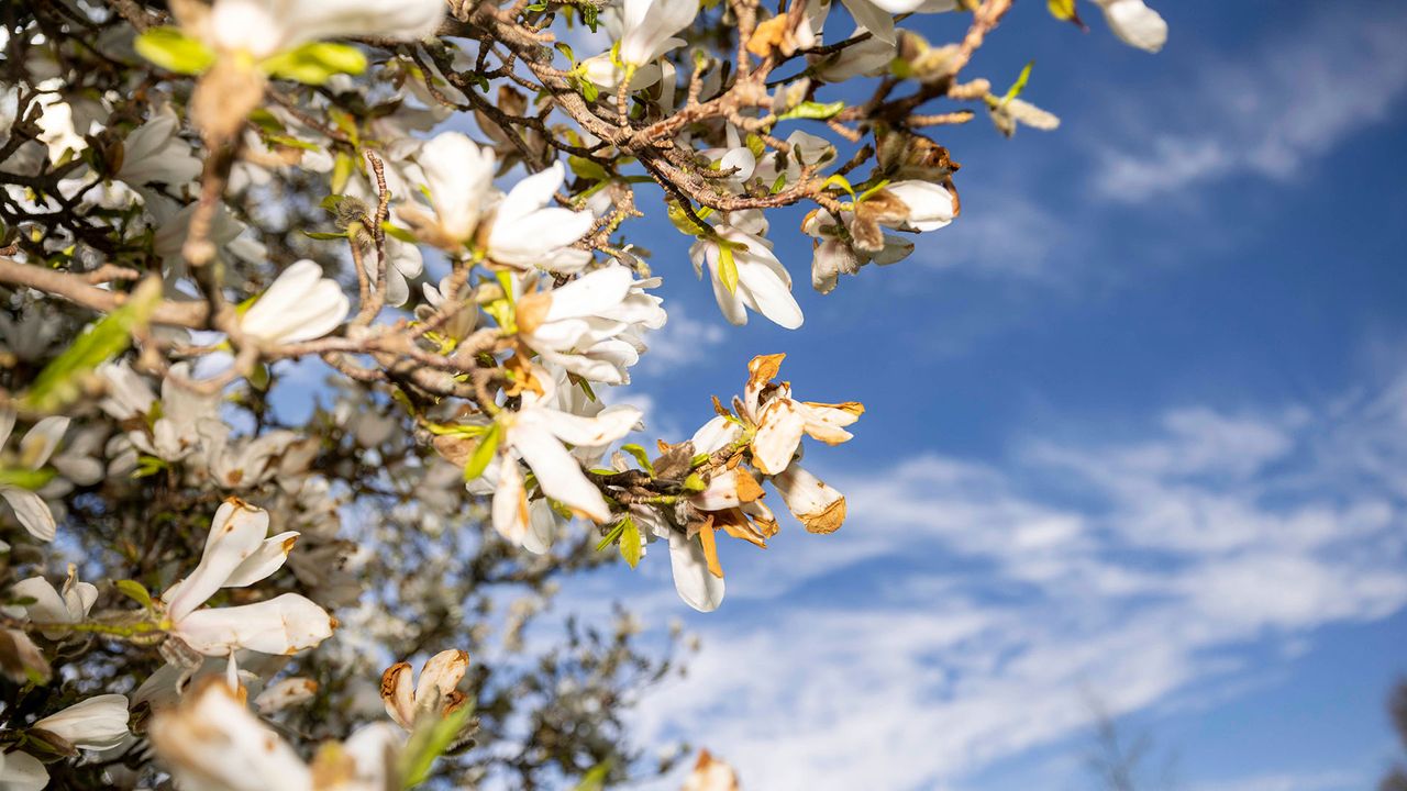 Blüte im Egapark Erfurt, Thüringen