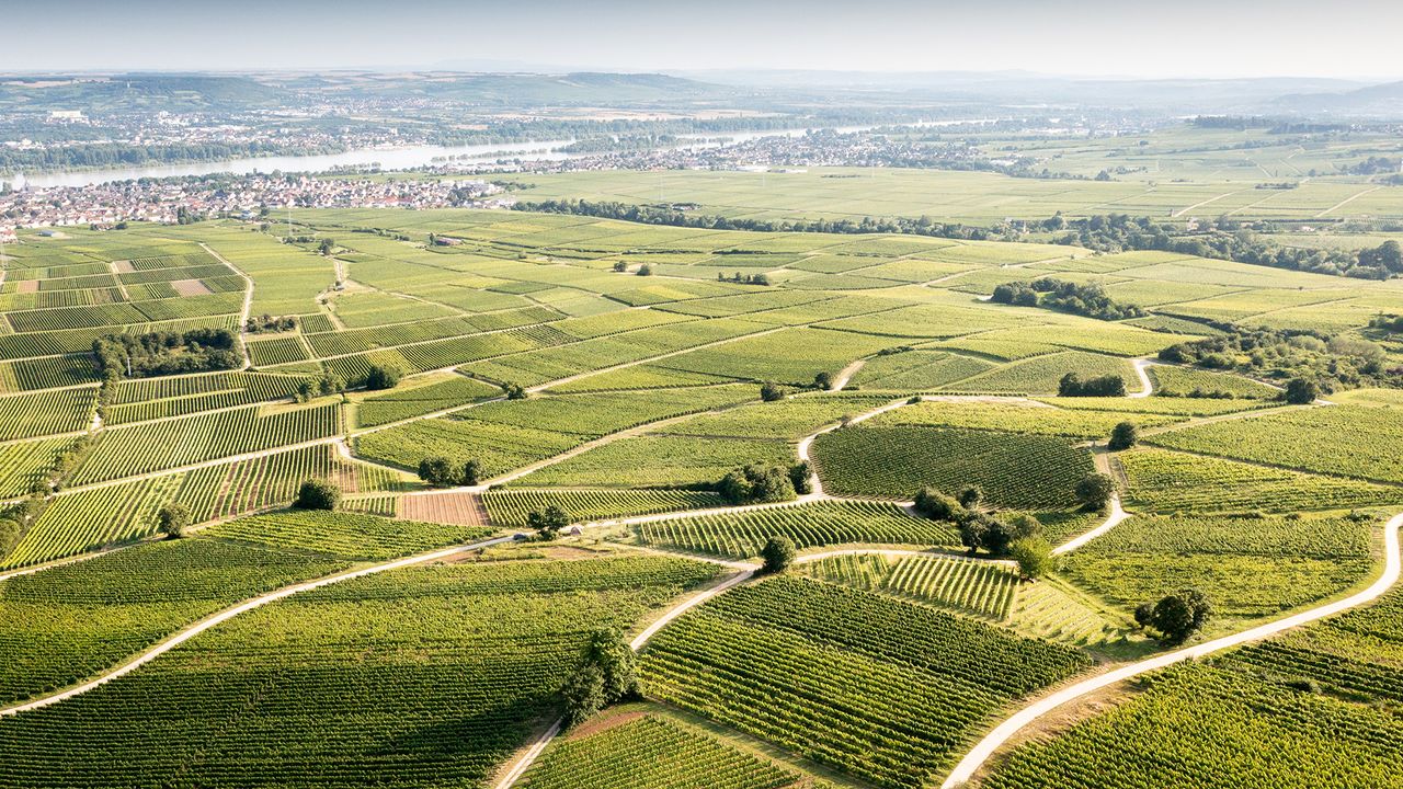 Weingüter-Rheingau