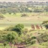 Seasons_11511625_HiRes_Giraffen_im_Ngorongoro_Krater_in_der_Serengeti_Tansania_Afrika