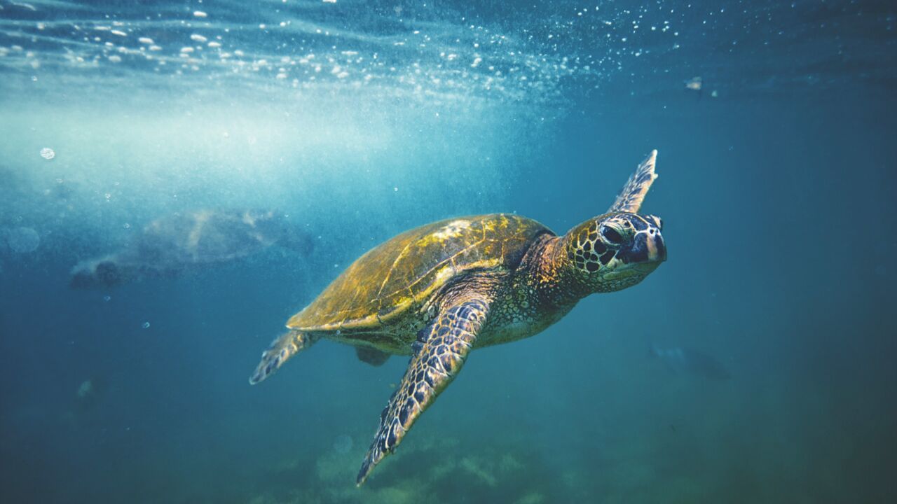 Eine Grüne Meeresschildkröte schwimmt vor der Küste Hawaiis