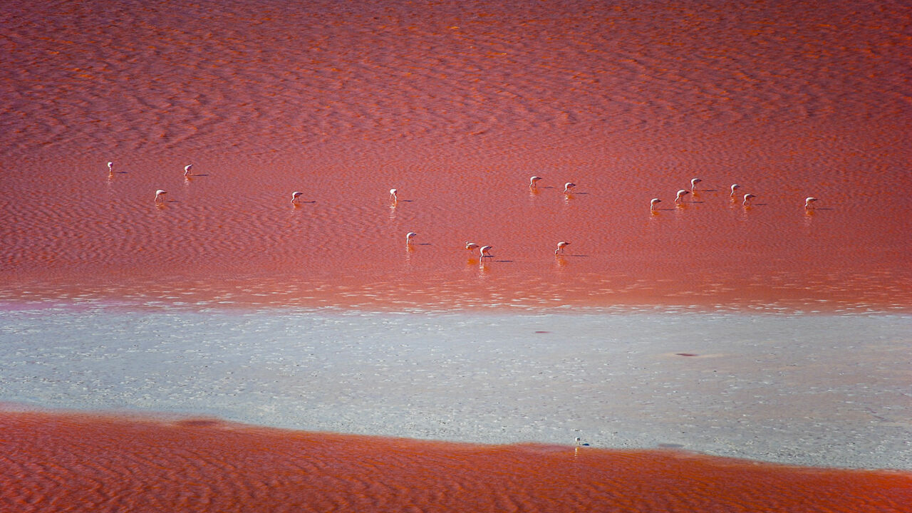 Laguna Colorado mit Flamingos, Lagune in Bolivien