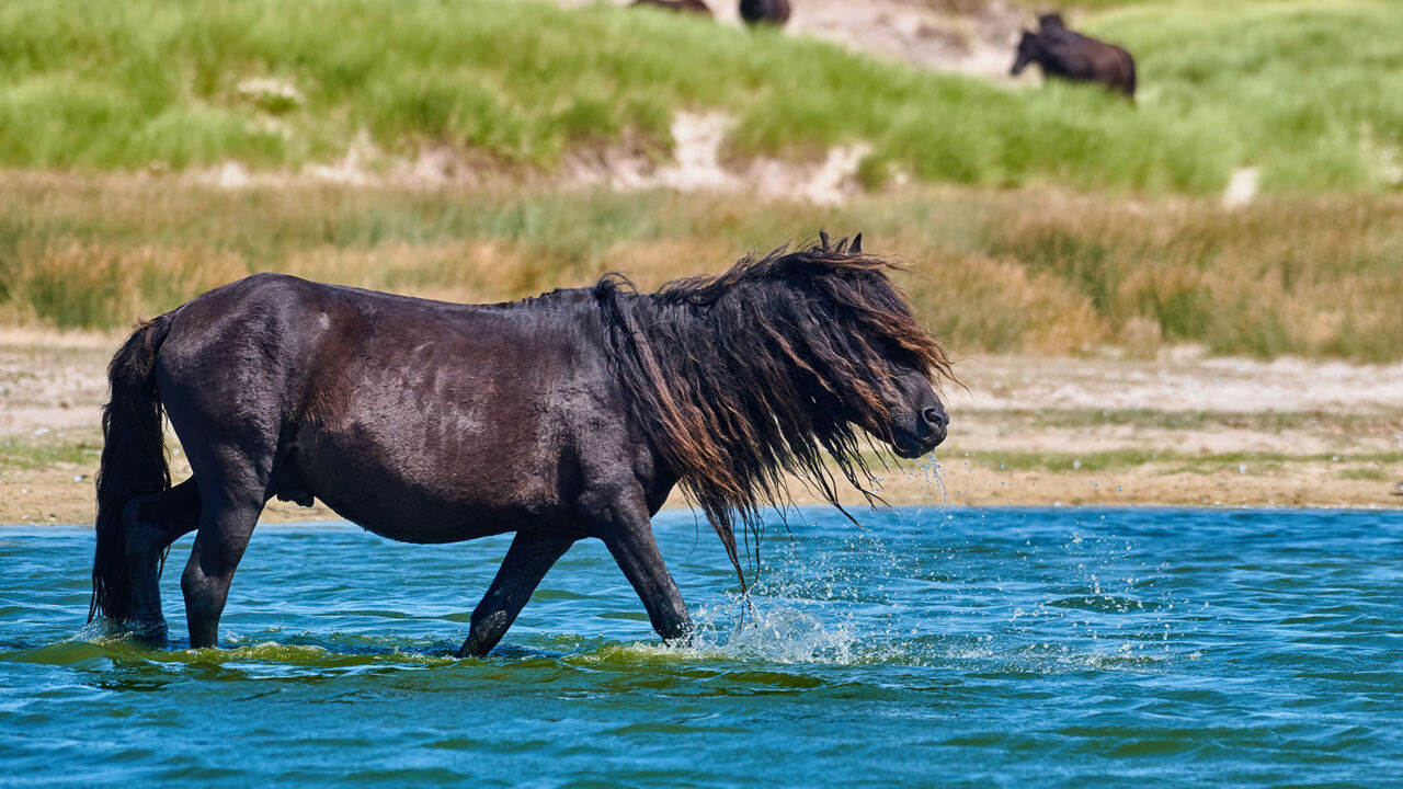 Sable Island Pony, das durch Wasser watet