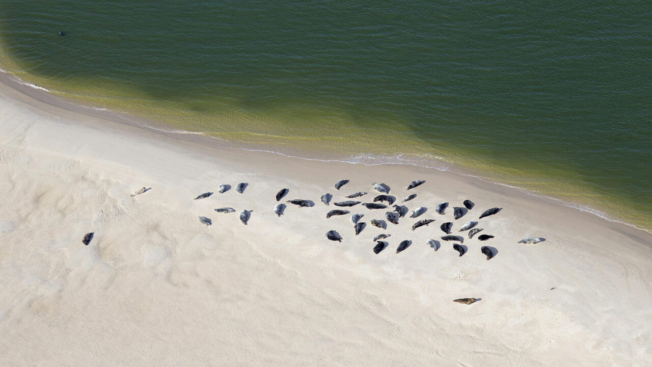 Nationalpark Niedersächsisches Wattenmeer, Seehunde auf einer Sandbank