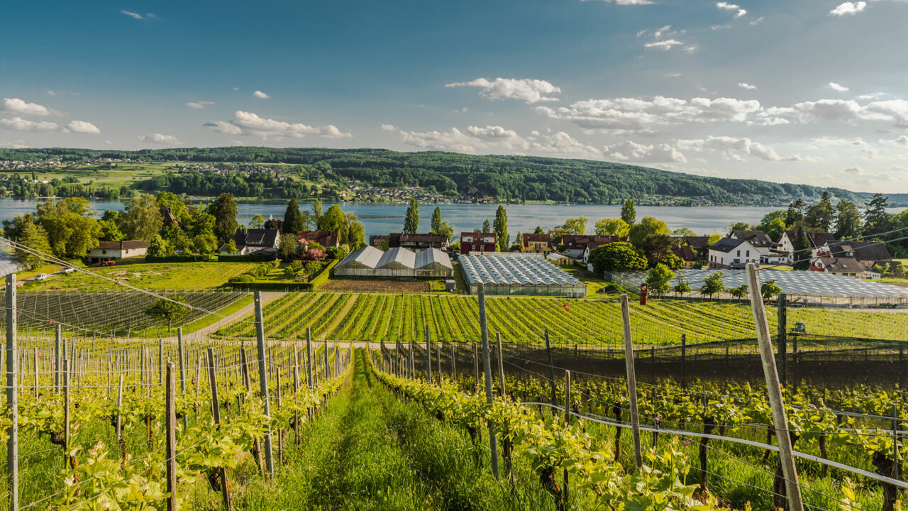 Weinberge auf der Insel Reichenau, Bodensee